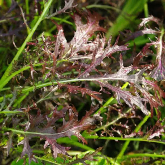 Brassica juncea ‘Moutarde Rouge Metis’ – open‑pollinated Asian green shown as a plant with its characteristic deeply lobed, rich reddish‑purple leaves and contrasting green midribs, forming a loose rosette with slightly wavy margins, photographed for Benjis Seeds.