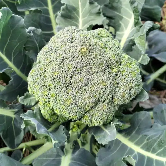 Brassica oleracea var. italica ‘Calabrese Natalino’ – open‑pollinated broccoli shown as a close‑up of the compact, dark‑green head with fine, tightly packed florets forming a dense dome. The surface texture appears uniform and beaded, with small unopened buds creating the characteristic broccoli structure, photographed for Benjis Seeds.