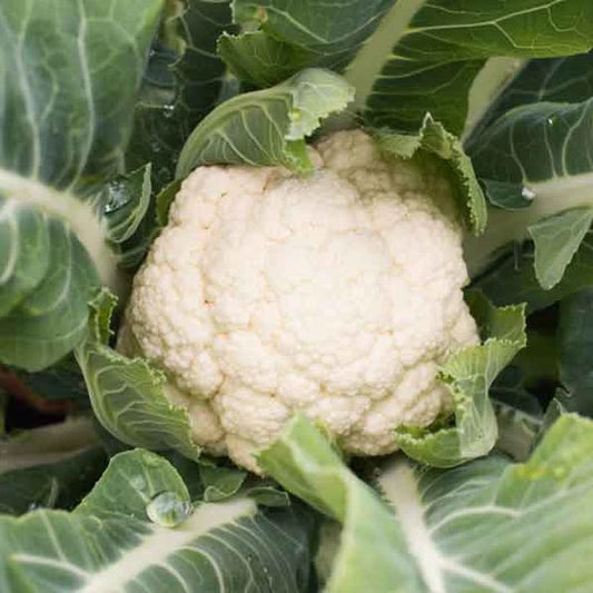 Brassica oleracea var. botrytis ‘Neckarperle’ – open‑pollinated cauliflower shown as a dense, rounded white curd held within upright, pale‑green wrapper leaves. The image highlights the fine, tightly packed surface texture, clean colouring and the typical compact, uniform growth habit, photographed for Benjis Seeds.