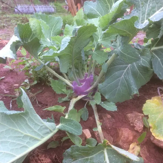 Brassica oleracea var. gongylodes, samenfester Kohlrabi 'Dyna'. Zu sehen ist eine wachsende Pflanze auf dem Beet mit einer rundlichen, violetten Knolle mit hellgrünen Stielen, die knapp über dem Boden sichtbar ist. Die kräftigen Blattstiele und die breiten, grünen Blätter zeigen den typischen Wuchs dieser traditionellen Kohlrabi‑Gemüsepflanze. Fotografiert für Benjis Seeds.
