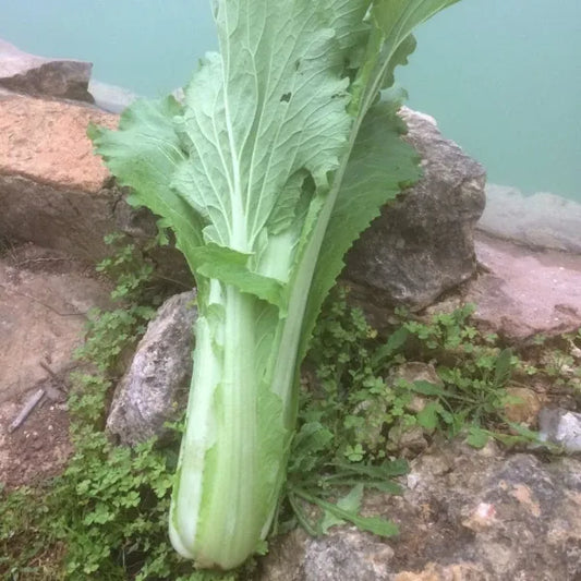 Brassica rapa subsp. pekinensis 'Granat', samenfester Chinakohl. Abgebildet ist eine einzelne geerntete Pflanze mit fest geschichteten, hellgrünen bis weißlich‑gelben Innenblättern. Der längliche und kompakte Kopf hat auffällige breite, leicht gewellte Außenblätter in sattem Grün, mit weißen Adern. Im Hintergrund erkennt man die natürliche Stein‑ und Wasserkante eines Naturpools. Fotografiert für Benjis Seeds.