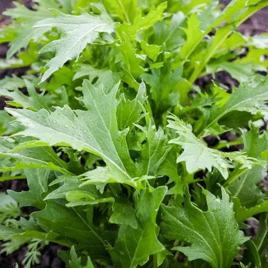 Brassica rapa var. japonica ‘Mizuna’ – open‑pollinated Asian green forming a dense, upright cluster of slender, deeply serrated dark‑green leaves with a crisp, tender texture and vigorous cool‑season growth, photographed for Benjis Seeds.
