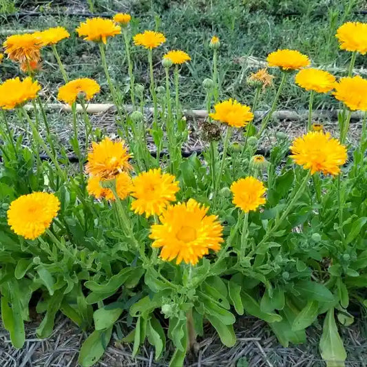 Calendula officinalis Marigold orange, open‑pollinated herb shown growing in a clear row, with bright orange blossoms and upright green foliage arranged along the bed, photographed for Benjis Seeds.