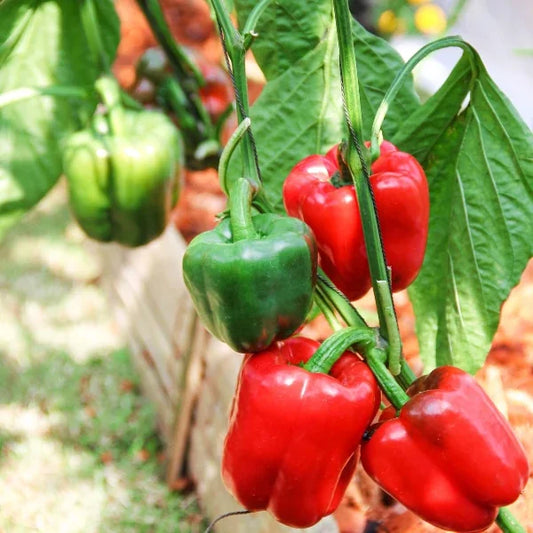 Capsicum annuum ‘Yolo Wonder’ – open‑pollinated sweet pepper forming sturdy, upright plants with broad, glossy blocky fruits that ripen from green to deep red, photographed for Benjis Seeds.