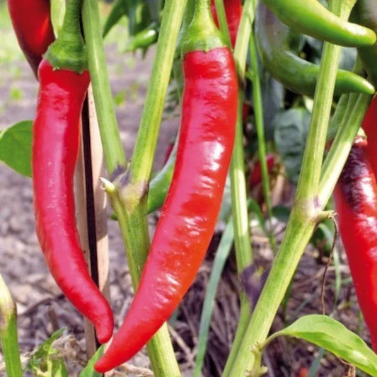 Capsicum annuum 'De Cayenne', samenfester Chili. In der Nahaufnahme erkennt man eine kräftige Pflanze mit mehreren schlanken, leuchtend roten Früchten, die elegant von den dünnen, leicht gebogenen Stielen herabhängen. Charakteristisch sind die schmalen, mittelgrünen Blätter und die glänzende, intensiv gefärbte Fruchtoberfläche, die den typischen scharfen und reichtragenden Wuchs dieser traditionellen Sorte unterstreichen. Fotografiert für Benjis Seeds.