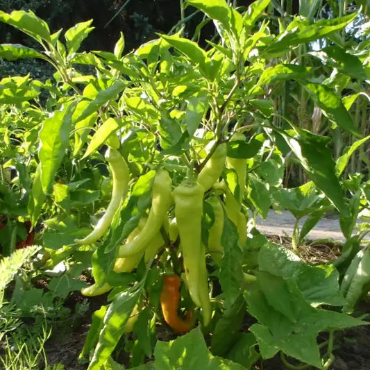 Capsicum annuum ‘Sweet Banana’ – open‑pollinated pointed sweet pepper shown as a plant with younger fruits in early colour stages, ranging from pale green to soft yellow. The long, slender fruits hang from upright green stems among the characteristic deep‑green, lanceolate leaves, photographed for Benjis Seeds.
