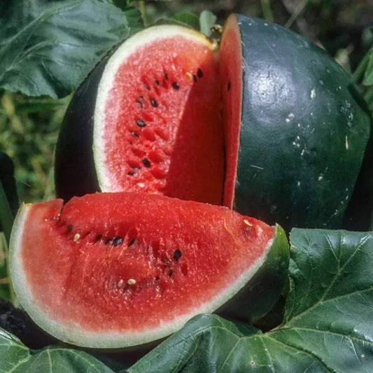 Citrullus lanatus ‘Sugar Baby’ – open‑pollinated watermelon shown as a whole dark‑green fruit resting on its leafy foliage, with a single quarter section cut out for presentation, revealing bright red, juicy flesh and glossy black seeds, photographed for Benjis Seeds.