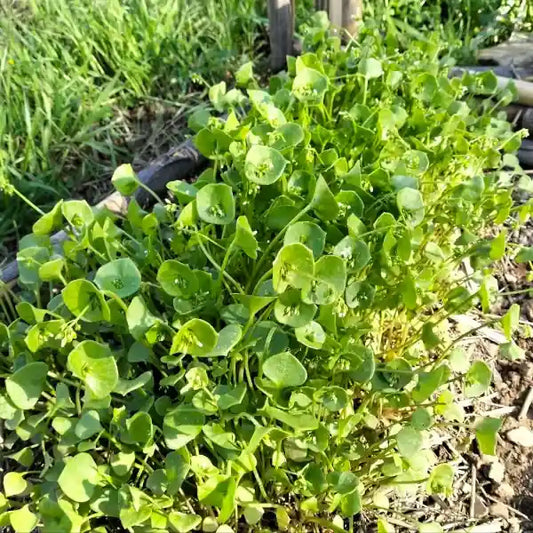 Claytonia perfoliata – open‑pollinated winter purslane shown in a row as low, tender plants with smooth bright‑green leaves forming rounded pairs around slender stems. The image highlights the fresh leaf texture, vivid green colour and the typical compact growth habit, photographed for Benjis Seeds.