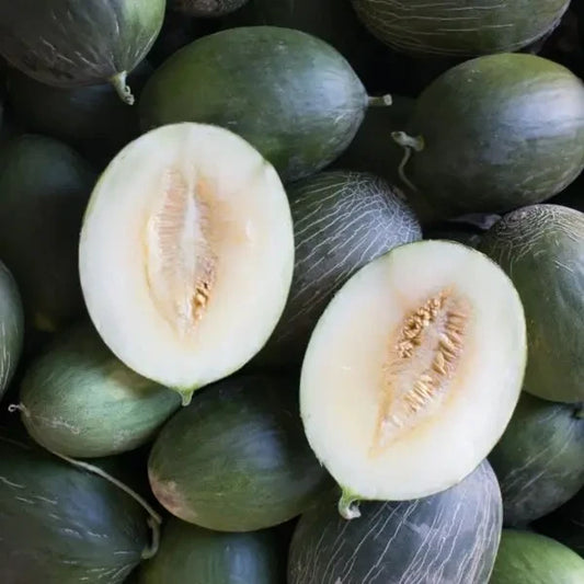 Cucumis melo, samenfeste Zuckermelone 'Manuel António'. Gezeigt werden mehrere geerntete Melonen auf denen eine halbiert ist und das helle weiße Fruchtfleisch mit den zentralen hell gelben Samen offenbart wird. Die glatte grüne Schale der ganzen Früchte neben der geöffneten Melone präsentiert den sortentypischen Kontrast zwischen Außenhaut und Innenstruktur. Er prägt das charakteristische Erscheinungsbild dieser traditionellen Melonensorte. Fotografiert für Benjis Seeds.