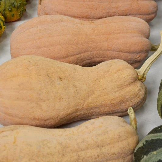Cucurbita moschata, samenfester Kürbis 'Violina'. Zu sehen sind vier geerntete Früchte mit länglicher, leicht gerippter Form und einer hellen, glatten Schale, in Form einer Violine oder großen Erdnuss. Wie sich die einzelnen Kürbisse in ihrer ähnlichen, aber doch leicht variierenden Form nebeneinander anordnen, betont das charakteristische Erscheinungsbild dieser traditionellen Kürbissorte. Fotografiert für Benjis Seeds.