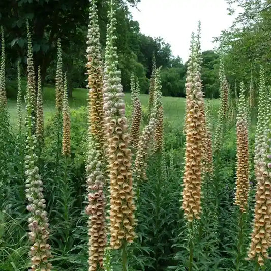 Digitalis ferruginea, samenfester Braunroter Fingerhut. Gezeigt sind ausgewachsene, blühende Pflanzen mit hohen, schlanken Blütenständen voller röhrenförmiger Einzelblüten in warmen braun‑gelben bis leicht rostfarbenen Tönen. Die schmalen Stängel und länglichen, dunkelgrünen Blätter betonen den eleganten, zugleich robusten Wuchs dieser Wildstaude. Weitere Pflanzen im Hintergrund erzeugen ein natürliches, harmonisches Gesamtbild. Fotografiert für Benjis Seeds.