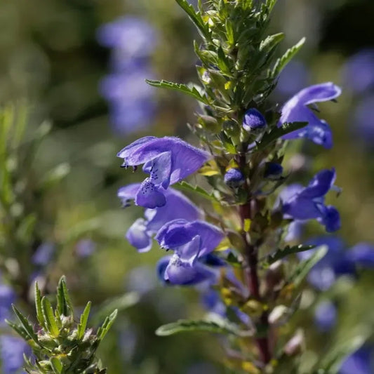 Dracocephalum moldavicum, samenfester Moldawischer Drachenkopf. In der Nahaufnahme sieht man einen zart violett‑blauen Lippenblütenstand mit fein gezeichneten Kronlappen in charakteristischer drachenkopfartiger Form. Im Hintergrund erscheinen weitere Blütenstände derselben Art unscharf als natürliches Umfeld. Die schmalen, gezackten und aromatisch duftenden Blätter betonen den filigranen Charme dieser traditionellen Würz‑ und Blütenpflanze. Fotografiert für Benjis Seeds.