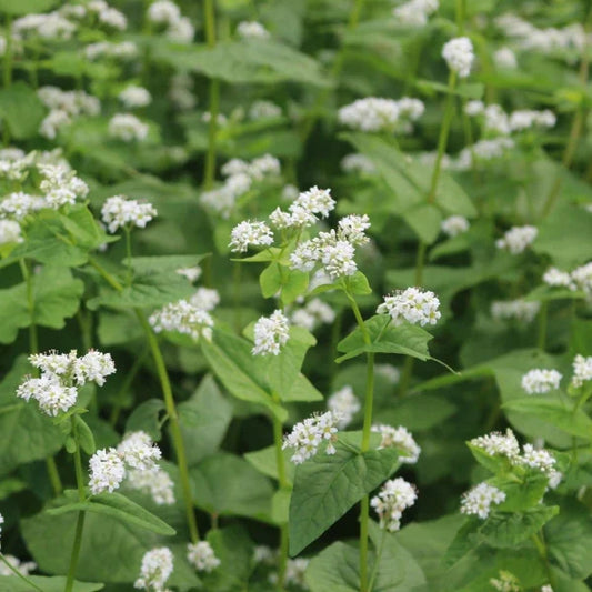 Fagopyrum esculentum, samenfester Echter Buchweizen. Sichtbar sind mehrere Pflanzen auf einem Feld, mit zarten weißen bis leicht rosafarbenen Blütenständen, die locker verzweigt über den schlanken, hellgrünen Stängeln stehen. Die dreieckigen Blätter und die leichte, luftige Blütenstruktur betonen den typischen, filigranen Wuchs dieser traditionellen Gründüngungspflanze. Fotografiert für Benjis Seeds.