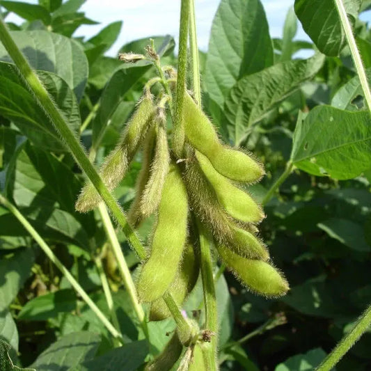 Glycine max, samenfeste traditionelle Sojabohne 'Green Shell' Edamame. Zu sehen ist eine Nahaufnahme mehrerer gelblich-grüner Hülsen in verschiedenen Reifegraden direkt an der Pflanze. Die Hülsen sind prall und leicht behaart, ihre Form ist leicht gebogen. Die Blattstiele und das mittelgrüne Laub sind im Hintergrund klar erkennbar. Fotografiert für Benjis Seeds.