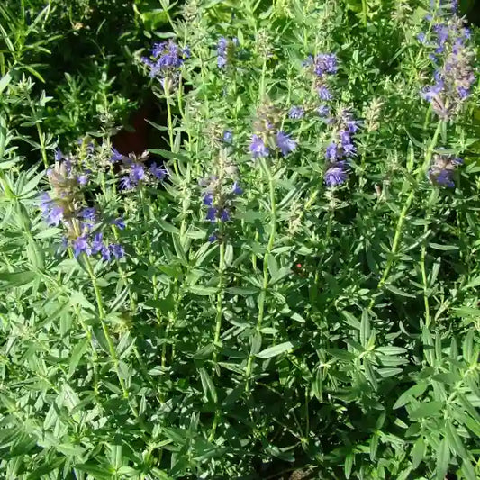 Hyssopus officinalis – open‑pollinated true hyssop shown as a full plant growing on a bed, with upright woody stems and narrow deep‑green leaves topped by dense spikes of violet‑blue flowers. The image highlights the bushy, aromatic habit, vivid bloom colour and the typical perennial structure, photographed for Benjis Seeds.