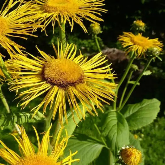 Inula helenium – open‑pollinated elecampane shown as a tall, upright perennial with large, coarse, dark‑green leaves and bright yellow, many‑petalled composite flowers. The plant displays its characteristic robust stature and textured foliage, photographed for Benjis Seeds.