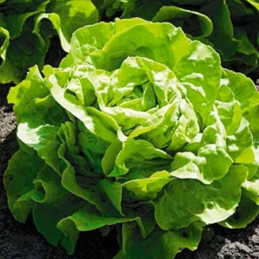 Lactuca sativa var. capitata, samenfester traditioneller Kopfsalat 'Rolando'. Zu sehen ist ein kompakter, rund geschlossener Kopf mit dicht anliegenden, hellgrünen bis mittelgrünen Blättern, deren Oberfläche leicht gewellt wirkt. Die Blattstruktur ist klar erkennbar und zeigt den typischen festen Aufbau eines klassischen Kopfsalats. Fotografiert für Benjis Seeds.