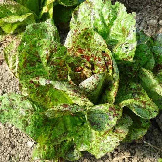 Lactuca sativa var. longifolia, samenfester traditioneller Römersalat 'Forellenschluss'. Zu sehen ist eine aufrecht wachsende Pflanze mit länglichen, mittelgrünen Blättern, die durch rötlich gesprenkelte Zeichnung charakteristisch wie bei einer Forelle markiert sind. Die Blätter stehen dicht und zeigen die typische römersalatartige Form mit leicht gewellter Oberfläche. Fotografiert für Benjis Seeds.