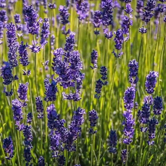 Lavandula angustifolia, samenfeste traditionelle Echter Lavendel. Zu sehen ist ein Feld voller aufrechter Pflanzen mit zahlreichen violetten Blütenständen, die dicht über dem silbrig‑grünen Laub stehen. Die charakteristischen schmalen Blätter und die gleichmäßigen, duftenden Blütenreihen prägen das typische Erscheinungsbild eines blühenden Lavendelfeldes. Fotografiert für Benjis Seeds.