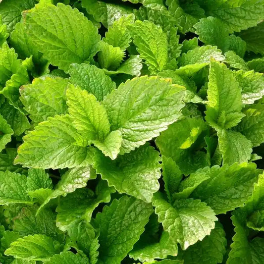 Melissa officinalis, samenfeste traditionelle Zitronenmelisse. Zu sehen sind zahlreiche mittelgrüne Blätter mit deutlich gekerbtem Rand und leicht strukturierter Oberfläche, die den typischen zitronigen Charakter dieser aromatischen Pflanze erkennen lassen. Die Blattpaare stehen gegenständig und zeigen den kompakten Wuchs der Art. Fotografiert für Benjis Seeds.