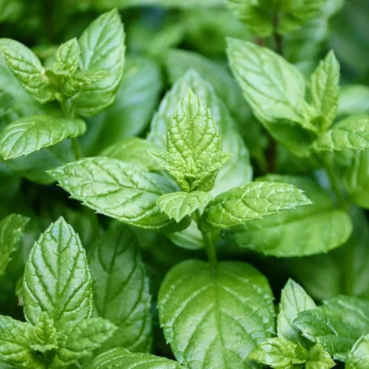 Mentha × piperita, samenfeste traditionelle Echte Pfefferminze. Zu sehen sind zahlreiche mittelgrüne Blätter mit deutlich gekerbtem Rand und fein strukturierter Oberfläche. Die Blattpaare stehen gegenständig und zeigen den typischen kompakten, aromatischen Wuchs dieser Minzeart. Fotografiert für Benjis Seeds.