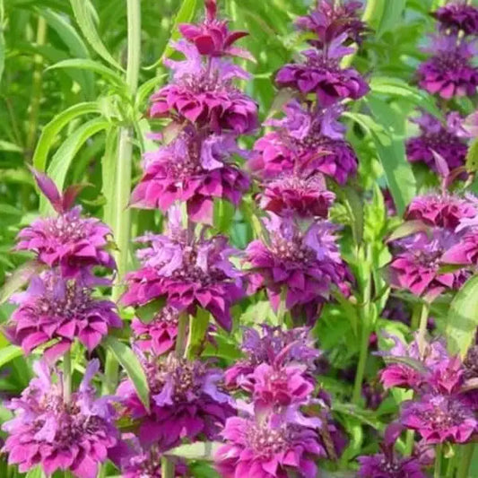 Monarda citriodora, samenfeste traditionelle Zitronen‑Monarde Prärie‑Bergamotte. Zu sehen ist der obere blühende Teil der Pflanze mit aufrechten Stielen und mehreren etagenartig angeordneten, zart violett‑rosa Blütenquirlen. Die schmalen, leicht aromatischen Blätter sind klar erkennbar und rahmen die Blüten sichtbar ein. Fotografiert für Benjis Seeds.
