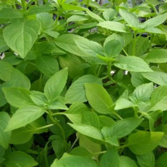 Ocimum americanum, samenfeste traditionelle Zitronen‑Basilikum. Zu sehen sind mehrere aufrecht wachsende Pflanzen mit zahlreichen mittelgrünen, leicht glänzenden Blättern, die oval geformt und fein gekerbt sind. Die Blattpaare stehen gegenständig und zeigen den typischen kompakten, aromatischen Wuchs dieser zitronig duftenden Basilikumart. Fotografiert für Benjis Seeds.