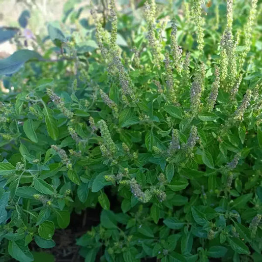 Ocimum tenuiflorum, samenfestes Heiliges Basilikum 'Tulsi'. Sichtbar ist eine blühende Pflanze mit zahlreichen zart violett‑weissen Blütenständen, die locker an aufrechten, fein behaarten Stängeln sitzen. Die aromatisch duftenden, mittelgrünen Blätter mit leicht gezähntem Rand rahmen die filigranen Blüten natürlich ein und betonen den charakteristischen, vitalen Wuchs dieser traditionellen Heil‑ und Ritualpflanze. Fotografiert für Benjis Seeds.
