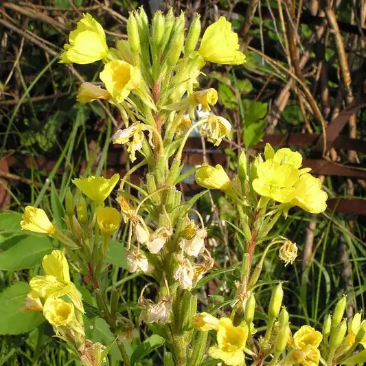 Oenothera biennis, samenfeste traditionelle Nachtkerze Rapontika. Zu sehen ist der obere blühende Teil der Pflanze mit aufrechten Stielen und mehreren leuchtend gelben Blüten, deren zarte, breit ausgebreitete Kronblätter sternförmig wirken. Die schmalen, leicht länglichen Knospen und die feinen Blattansätze sind klar erkennbar und zeigen den typischen, nachtaktiv öffnenden Blütenstand dieser Art. Fotografiert für Benjis Seeds.