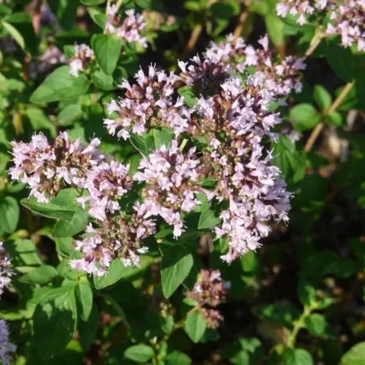 Origanum vulgare, samenfeste traditionelle Wilder Oregano Dost. Zu sehen ist eine schräge Draufsicht auf blühende Pflanzen mit zahlreichen kleinen, rosa‑violetten Blüten, die dicht an den oberen Stielabschnitten stehen. Die mittelgrünen, leicht ovalen Blätter sind klar erkennbar und zeigen den typischen buschigen, aromatischen Wuchs dieser robusten Wildart. Fotografiert für Benjis Seeds.