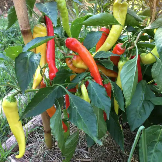 Spitzpaprika 'Sweet Banana', Capsicum annuum Samen – sehr früher, ertragreicher, mild‑süßer Spitzpaprika mit langen, schlanken, hellgelben bis später orangeroten Früchten