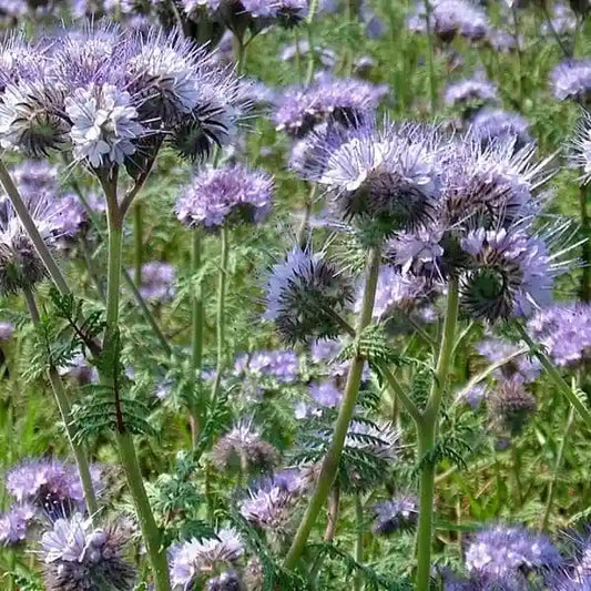Phacelia tanacetifolia, samenfeste traditionelle Phacelie Bienenfreund. Zu sehen ist eine Wiese mit zahlreichen zart violett‑blauen Blüten, die locker an aufrechten, fein behaarten Stielen stehen. Das filigrane, farnartige Laub bildet einen weichen Hintergrund und betont den luftigen, für Bestäuber besonders attraktiven Blütenstand dieser beliebten Blüh- und Gründüngungspflanze. Fotografiert für Benjis Seeds.