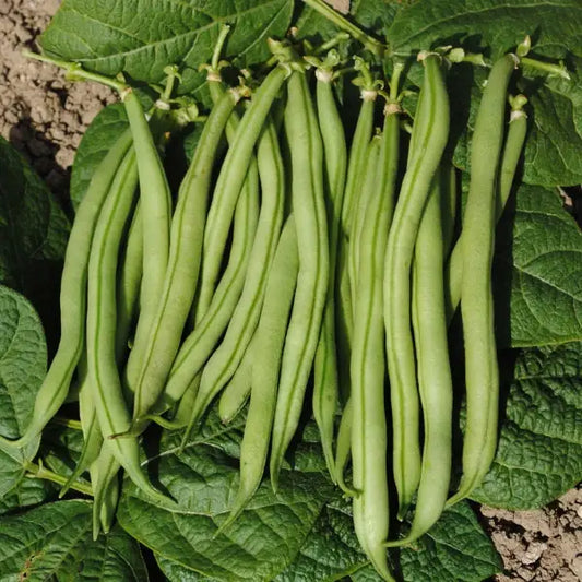Phaseolus vulgaris ‘La Victoire’ – open‑pollinated bush bean with smooth, medium‑green pods, shown as several fresh pods presented directly on the plant’s broad green leaves, highlighting their straight shape and tender texture, photographed for Benjis Seeds.