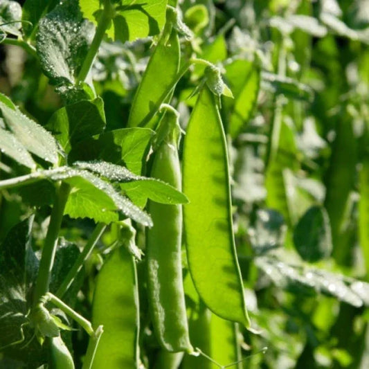 Pisum sativum saccharatum, samenfeste traditionelle Zuckererbse 'Weggiser'. Zu sehen ist eine Nahaufnahme mehrerer zartgrüner, flacher Hülsen, die locker an schlanken Stielen unterhalb des Laubs hängen. Die glatte, leicht durchscheinende Oberfläche der Hülsen ist deutlich erkennbar und zeigt den typisch zarten, früh erntbaren Charakter dieser historischen Zuckererbsensorte. Fotografiert für Benjis Seeds.