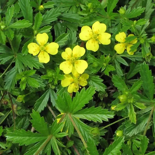 Potentilla erecta, samenfeste Blutwurz. Nahaufnahme einer einzelnen, leuchtend gelben Blüte mit vier breiten, leicht überlappenden Kronblättern und feiner, goldgelber Mitte. Einige schmale, dunkelgrüne, gezähnte Blätter rahmen die Blüte und unterstreichen das kompakte, heilpflanzliche Erscheinungsbild dieser traditionellen Wildpflanze. Fotografiert für Benjis Seeds.