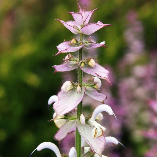 Salvia sclarea, samenfester traditioneller Muskatellersalbei. Zu sehen ist eine Nahaufnahme einer einzelnen Blüte mit zart rosa‑violetten, leicht geöffneten Kronblättern, die an einem fein behaarten, aufrechten Stiel sitzen. Die filigranen Staubblätter und die sanft strukturierten Blütenhüllblätter betonen den aromatischen, mediterranen Charakter dieser historischen Duftpflanze. Fotografiert für Benjis Seeds.