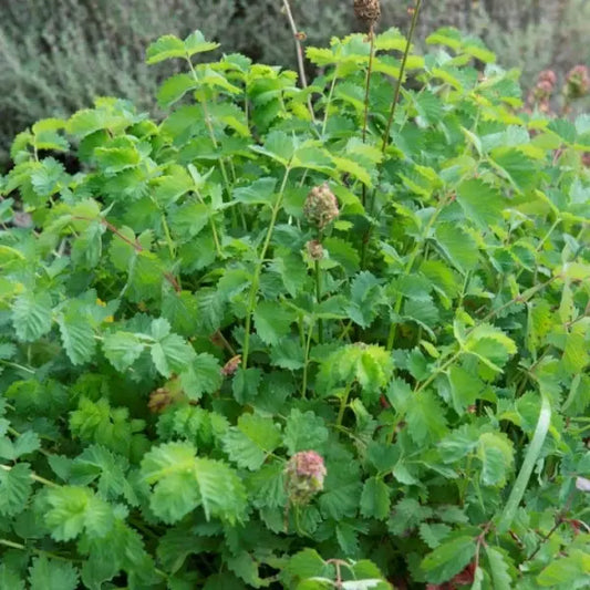 Sanguisorba minor, samenfeste traditionelle Pimpinelle bzw. Kleiner Wiesenknopf. Zu sehen ist eine einzelne, aufrecht wachsende Pflanze mit rundlich gefiederten, frischgrünen Blättern, die dicht entlang der schlanken Stiele sitzen. Mehrere blassrosa gefärbte, kugelige Blütenköpfchen stehen gut sichtbar über dem Laub und betonen den charakteristisch würzigen, leicht nussigen Charakter dieser klassischen Wild‑, Gewürz- und Futterpflanze. Fotografiert für Benjis Seeds.