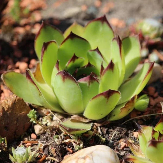 Sempervivum tectorum, samenfeste Echte Hauswurz. Sichtbar ist eine einzelne, kompakte Rosettenpflanze mit dicht angeordneten, spatelförmigen Blättern in kräftigem Grün, deren Spitzen leicht rötlich getönt sind. Die fest geschlossenen Blattreihen betonen den robusten, sukkulenten Charakter dieser traditionellen Dach‑ und Steingartenpflanze. Fotografiert für Benjis Seeds.