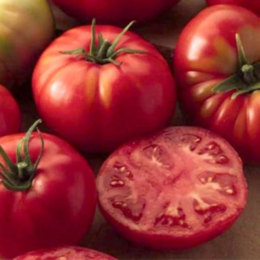 Solanum lycopersicum 'Berner Rose', samenfeste Fleischtomate. Sichtbar sind mehrere rosarote Früchte mit leicht geblichen Schultern. Darunter ist eine aufgeschnittene Tomate mit saftigem, zart rosafarbenem Fruchtfleisch und feiner, gleichmäßiger Samenverteilung. Die weiche Textur und der hohe Saftanteil betonen den mild‑aromatischen Charakter dieser traditionellen Schweizer Sorte. Fotografiert für Benjis Seeds.