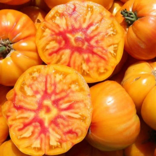 Solanum lycopersicum 'German Gold', samenfeste Fleischtomate. Sichtbar sind ganze, zweifarbig gelb‑orange marmorierte Früchte, mit einer aufgeschnittene Tomate mit saftigem, goldgelbem bis orange-rotfarbenem Fruchtfleisch und breiten, fleischigen Segmenten. Die klare Zeichnung und der hohe Saftanteil betonen den mild‑süßen Charakter dieser traditionellen Sorte. Fotografiert für Benjis Seeds.