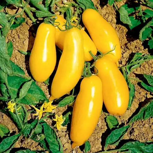 Solanum lycopersicum, samenfeste traditionelle Flaschentomate 'Banana Legs'. Zu sehen sind mehrere leuchtend gelbe, länglich geformte Früchte, die frisch geerntet auf erdigem Boden liegen. Rundherum befinden sich geschnittene, grün gefärbte Tomatentriebe mit einzelnen kleinen gelben Blüten, die den typisch fruchtigen, milden Charakter dieser besonderen Flaschentomate unterstreichen. Fotografiert für Benjis Seeds.