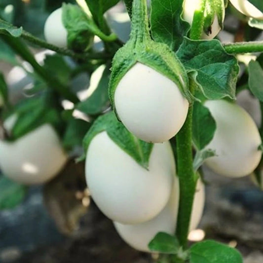 Solanum melongena ‘Blanche Ronde à Oeuf’ – open‑pollinated eggplant with small, round, creamy‑white fruits in cluster, shown as a mature plant carrying several smooth, egg‑shaped fruits among its broad, slightly fuzzy green leaves, photographed for Benjis Seeds.