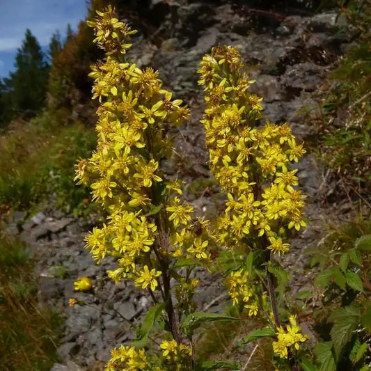 Solidago virgaurea, samenfeste Europäische Goldrute. Sichtbar ist die blühende Spitze einer aufrechten Staude mit zahlreichen kleinen, leuchtend gelben Blüten, die dicht an den feinen, verzweigten Stängeln sitzen. Die zarte, strahlenförmige Blütenstruktur und der felsige Hintergrund betont den warmen, spätsommerlichen Charakter dieser traditionellen Wildstaude. Fotografiert für Benjis Seeds.