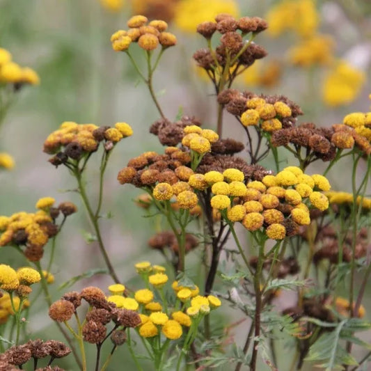 Tanacetum vulgare, samenfester traditioneller Gemeiner Rainfarn. Zu sehen sind die oberen, reich verzweigten Pflanzenbereiche mit zahlreichen leuchtend gelben, knopfförmigen Blütenständen, die dicht gedrängt an den aufrechten, dunkelgrünen Stielen sitzen. Die fein gefiederten, aromatisch duftenden Blätter und die klar erkennbare, wildkrauttypische Struktur zeigen den charakteristischen, robusten Wuchs dieser alten, vielseitigen Heil‑ und Wildpflanze. Fotografiert für Benjis Seeds.