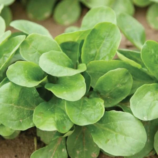 Valerianella locusta 'Vit', samenfester Feldsalat. Sichtbar ist eine ausgewachsene Pflanze mit kompakter, bodennaher Rosette aus sattgrünen, leicht glänzenden, schmal‑ovalen Blättern. Die gleichmässige Blattstruktur und der dichte Wuchs betonen den milden, fein nussigen Charakter dieser bewährten Wintersalat‑Sorte. Fotografiert für Benjis Seeds.