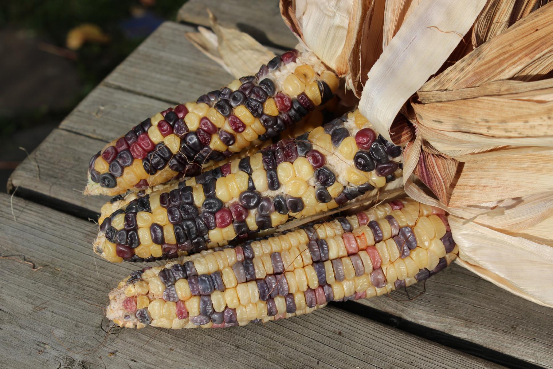Colourful Sweet Corn Maize 'Rainbow Inka' (Zea mays) Organic