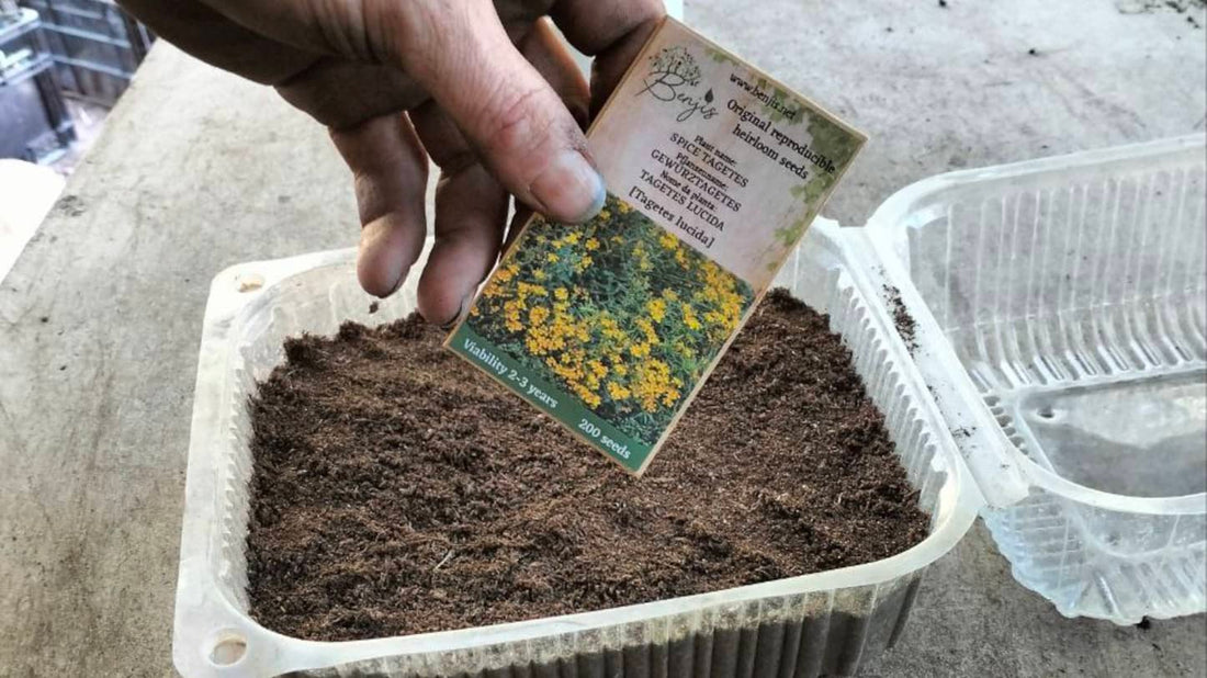 Aussaat-Arten - Direktsaat und Vorkultivierung