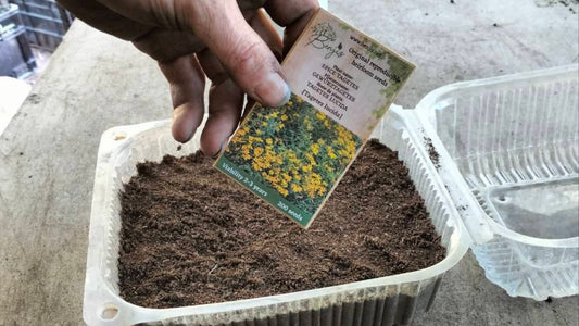 Aussaat-Arten - Direktsaat und Vorkultivierung