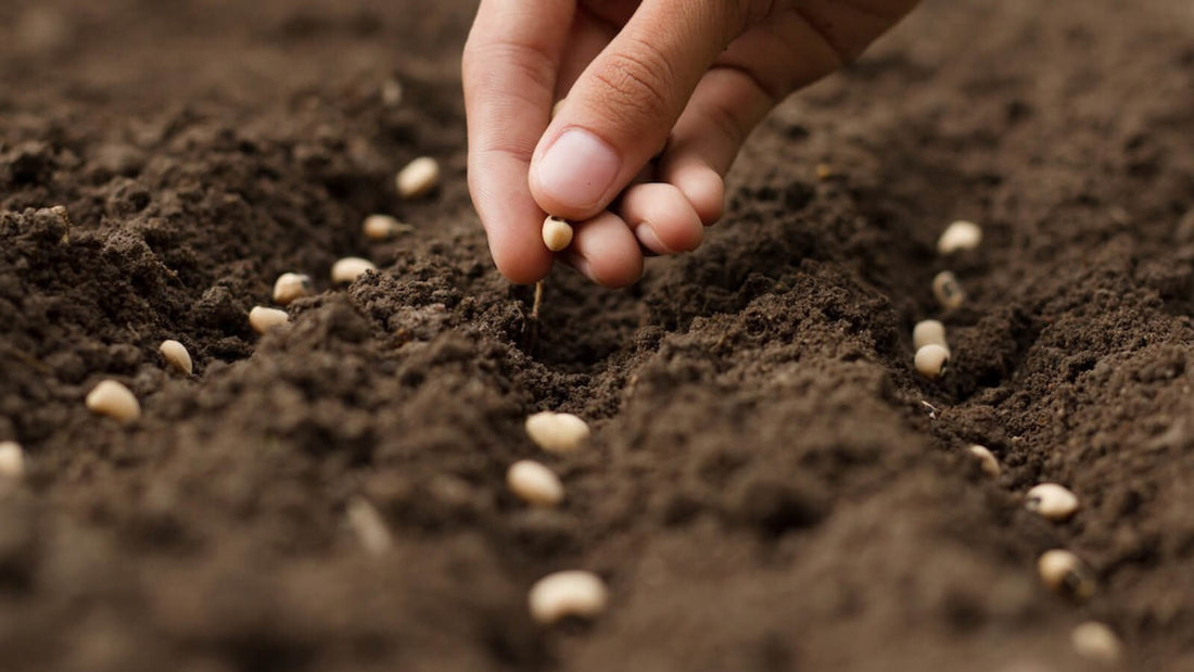 Saattiefe - Bedingt Keimverhalten und Gesundheit