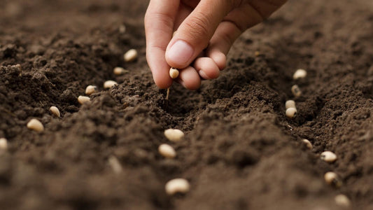 Saattiefe - Bedingt Keimverhalten und Gesundheit